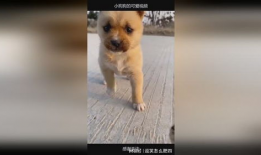 狗狗的视频,萌宠视频集锦